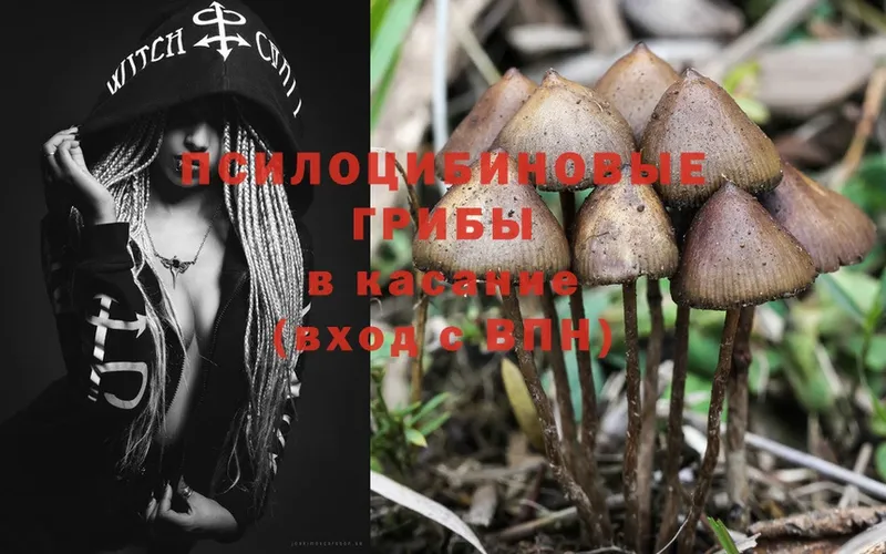 Псилоцибиновые грибы Psilocybe  где можно купить   Великий Устюг 